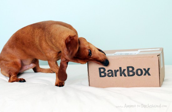 BarkBox