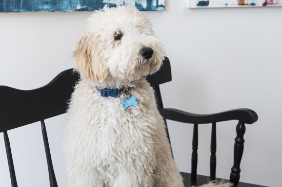 Gabby Klingman dog