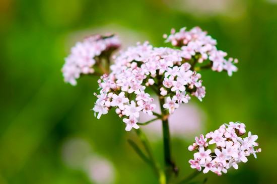 Photo courtesy of Daniel Vincek/Adobe Stock