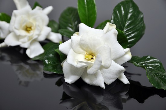 Photo courtesy of Ovymarian/Adobe Stock